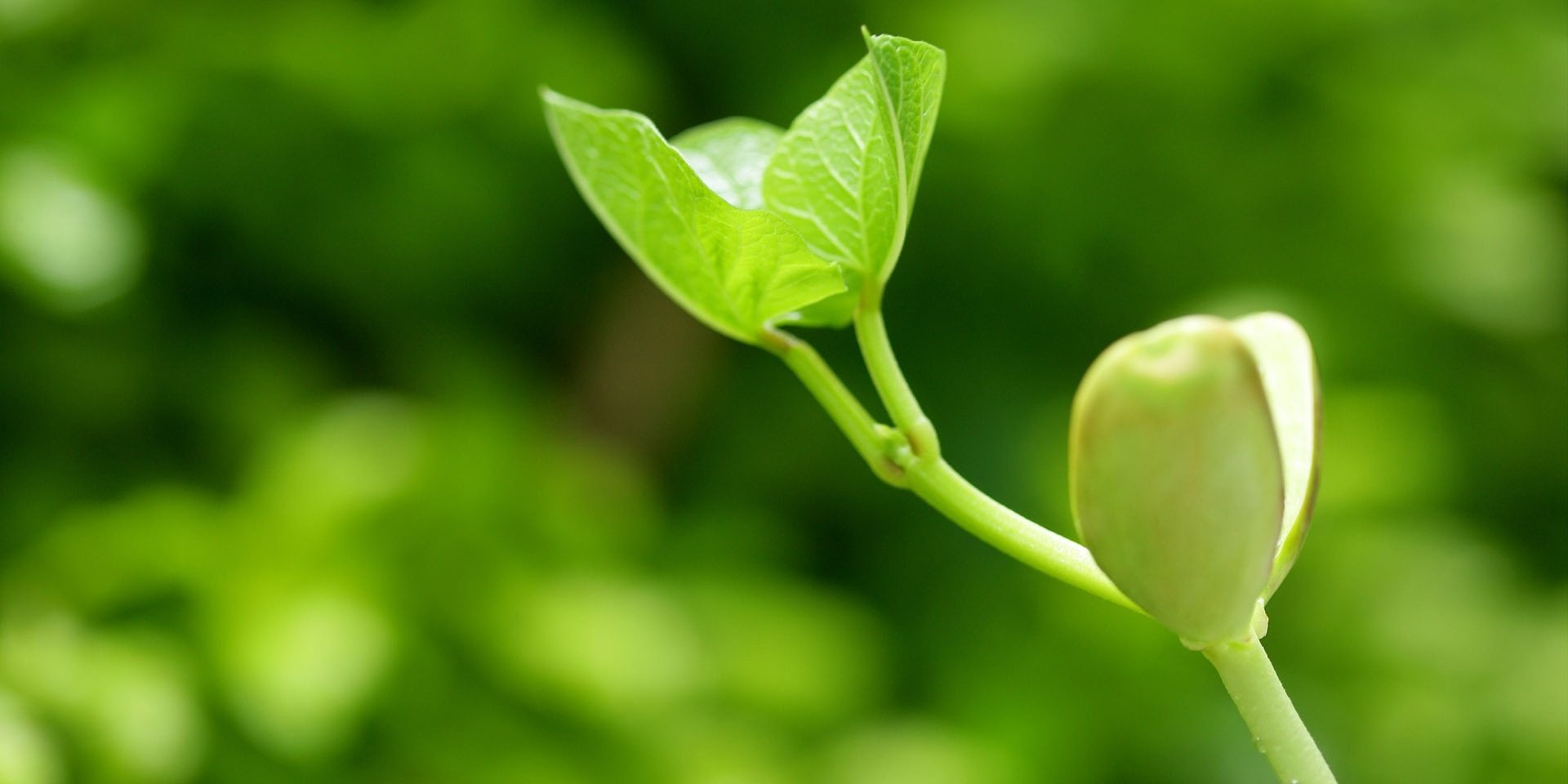 pretty-plant-wallpaper-1-min