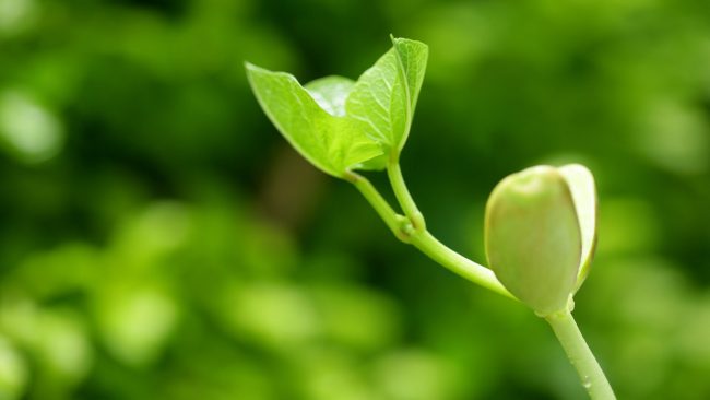 pretty-plant-wallpaper-1-min