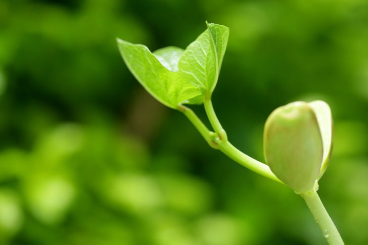 pretty-plant-wallpaper-1-min