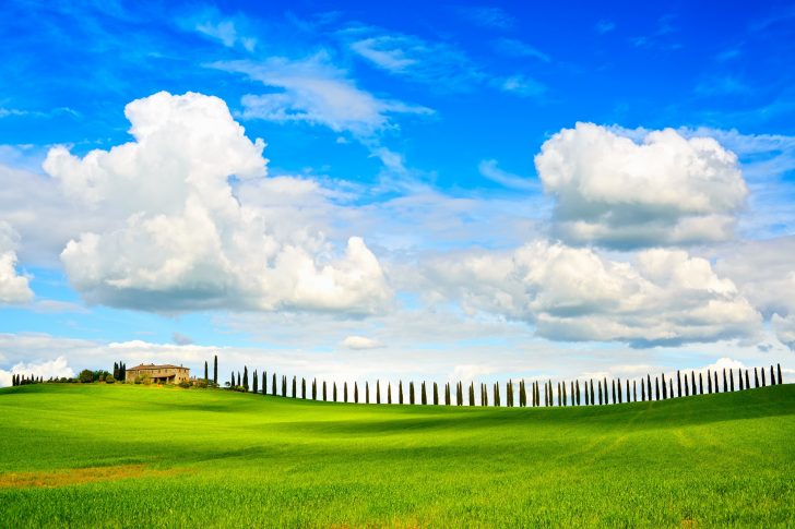 Tuscany, farmland, cypress trees row and field. Siena, Val d Orc