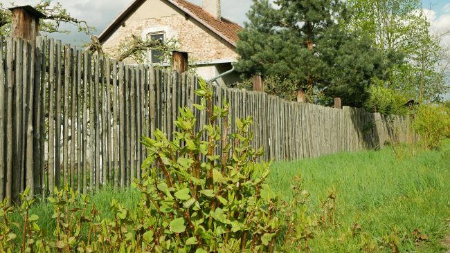 Invasive knotweed Japanese expansive species of dangerous plants leaf, village house path way stems leaves Asia Reynoutria Fallopia japonica intruder neophyte calamity flowers gatecrasher