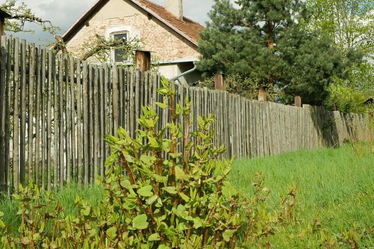 Invasive knotweed Japanese expansive species of dangerous plants leaf, village house path way stems leaves Asia Reynoutria Fallopia japonica intruder neophyte calamity flowers gatecrasher